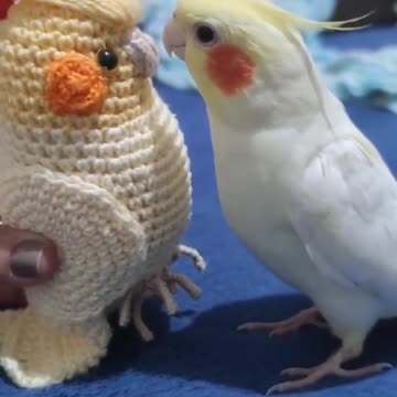 The cockatiel bird's reaction when a toy bird that looks like it is placed in front of it