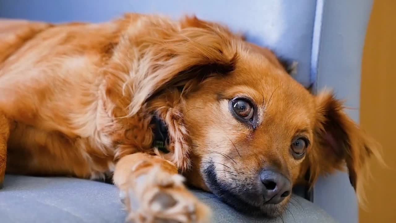 Cute baby animals Videos Compilation cutest moment of the animals - Cutest Puppies