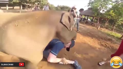 Funny Animals vs People