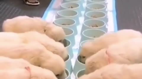Feed the dogs