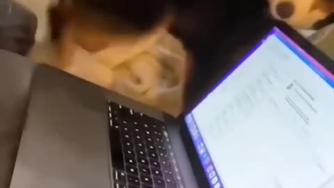 Funny and cute animals 😂