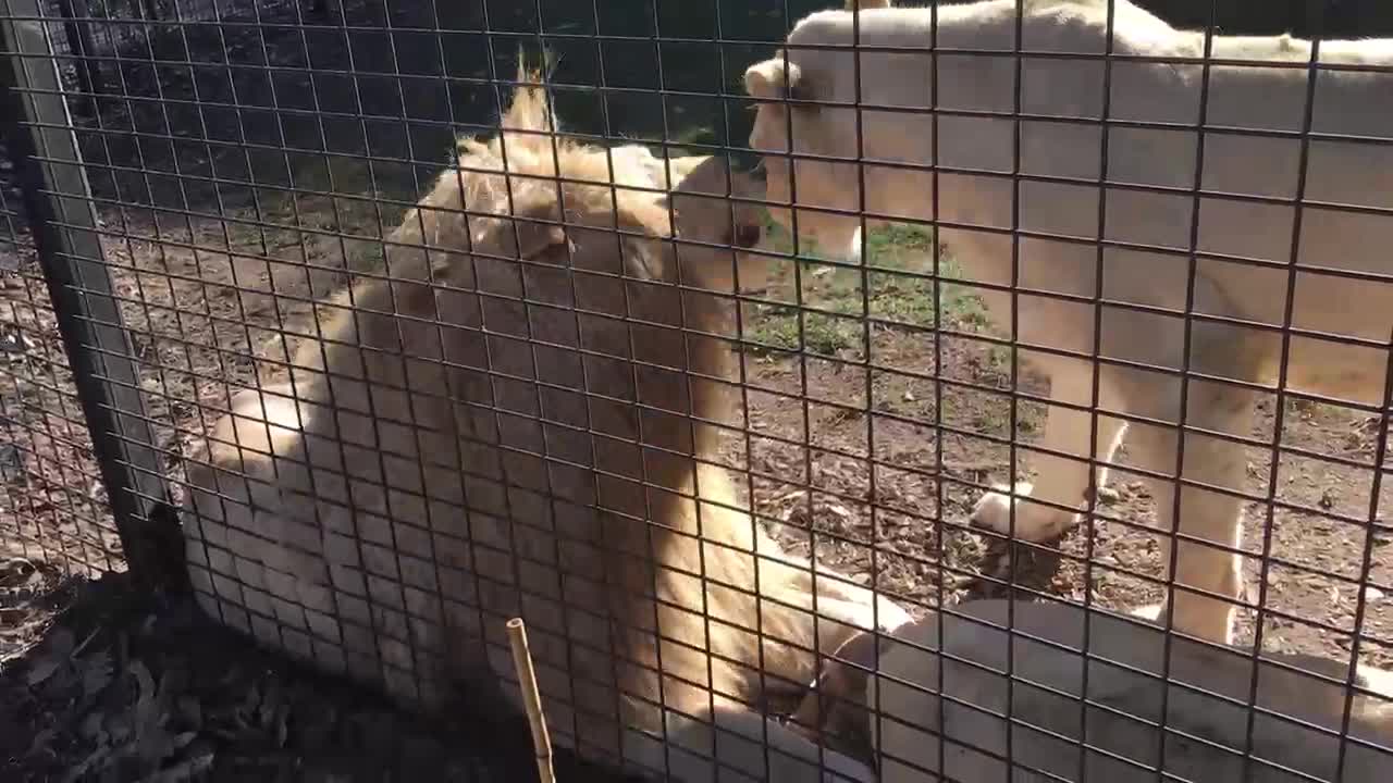 I GUESS THERE AFRICAN LION