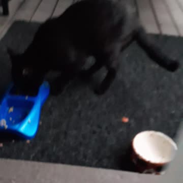 Black cats are amazing