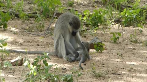 Adorable baby monkeys playing