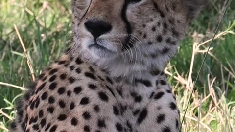 Wildlife and Funs
