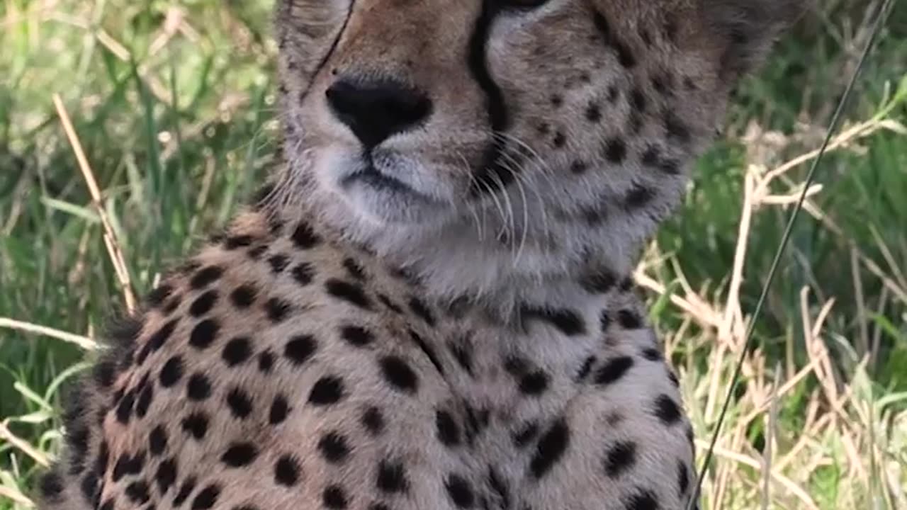 Wildlife and Funs