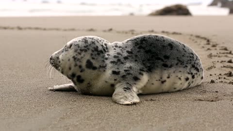 A small lost sea lion on the beach