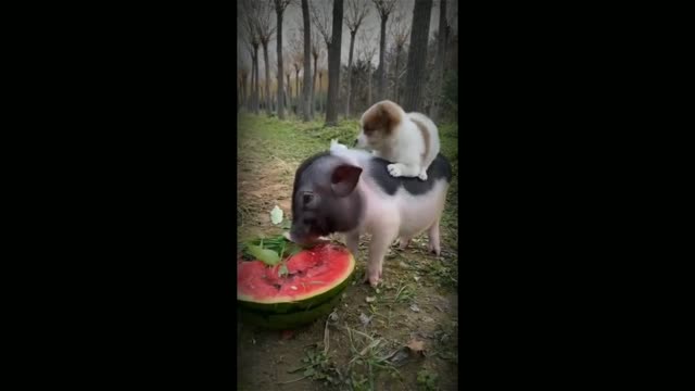 Animals funny moments || πβπ¦Ίπβπ¦Ί