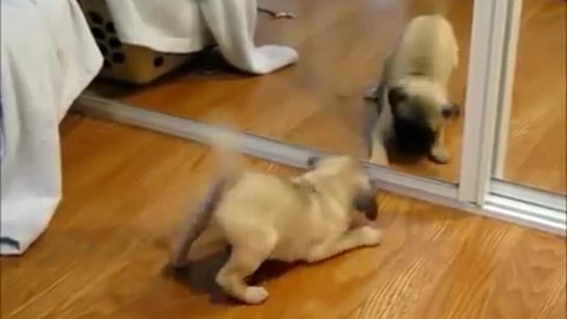 Watch the most funny shots of beautiful and cute dogs