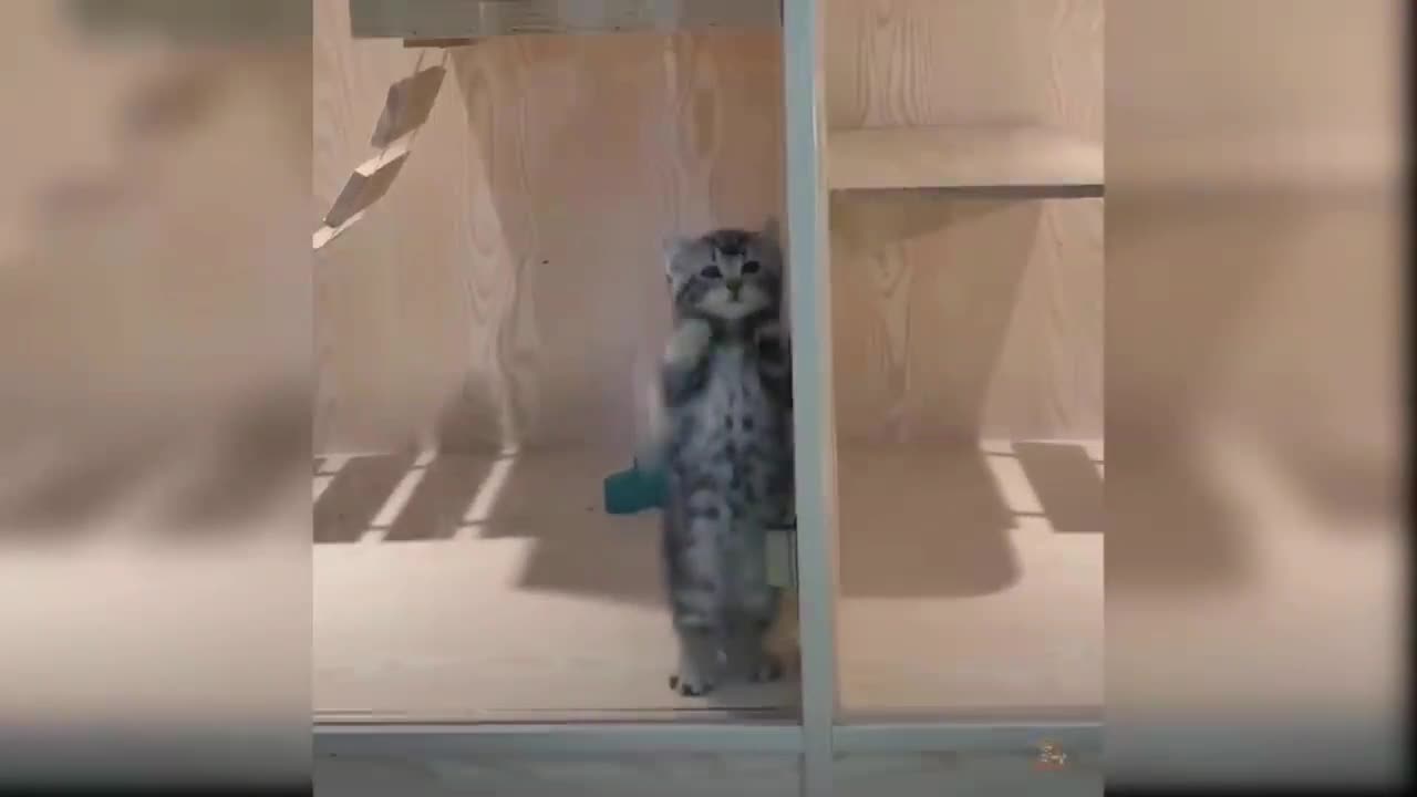 Is your cat jump like this . Write your comment below.