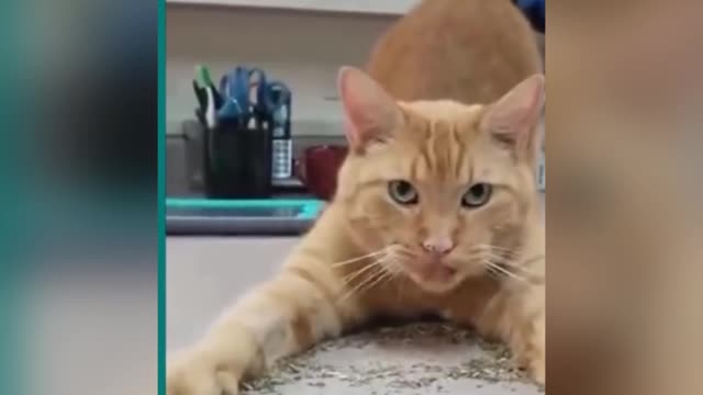 Funny cat with owner