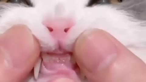Cats 😂