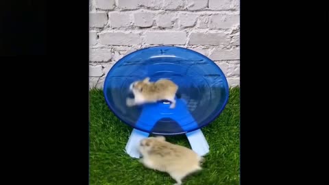 Viral cute pet enjoying 2021 funny