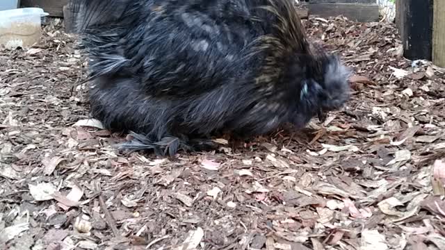 Silkie rooster crowing in the chicken run