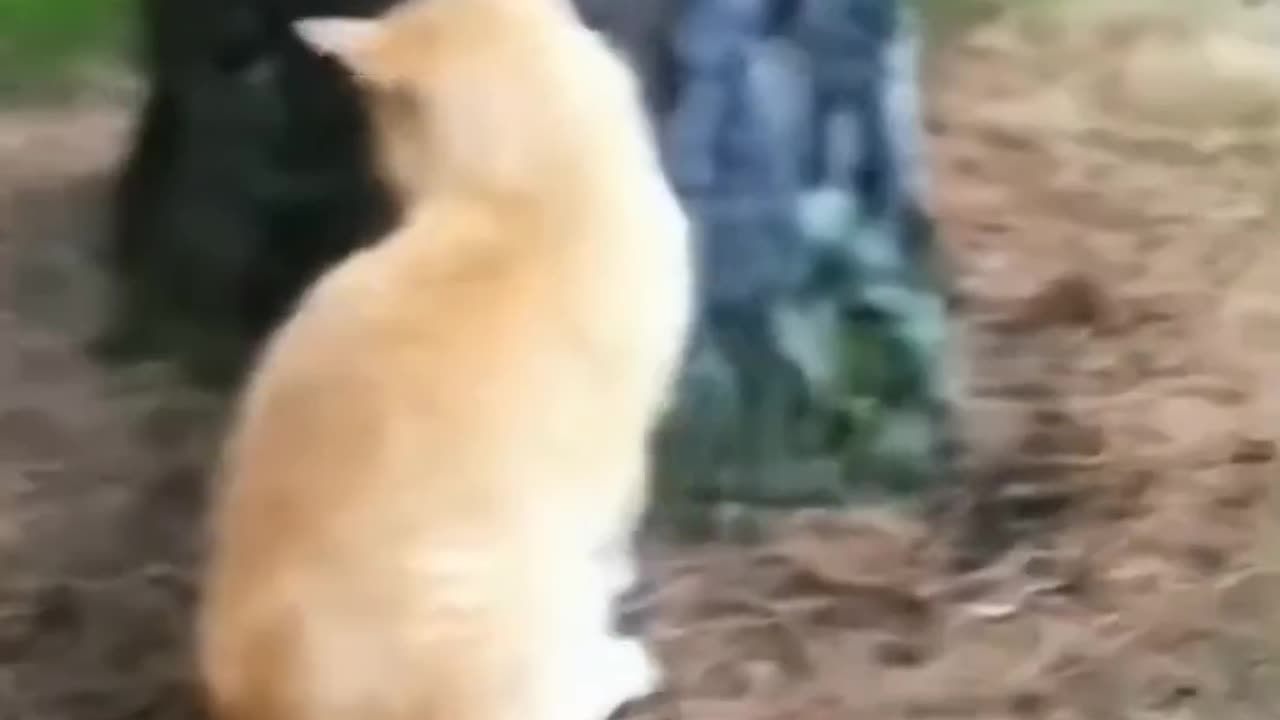 Lomdi by cats