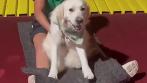 Girl and Her Dog's Hilarious Slide Adventure - A Fun Ride You Can't Miss!