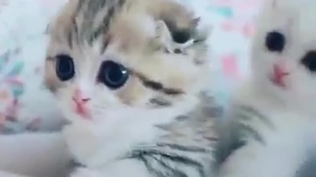 Cute and beautiful cat video compilation #97#96#shorta#usa