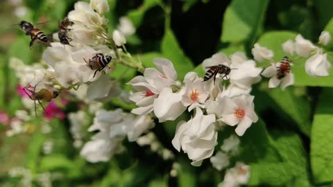 Honey bees Feeding On The Nectar Of Full Bloom Flowers