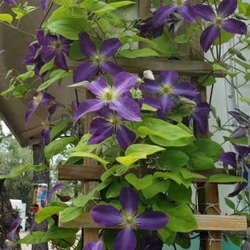 Clematis
