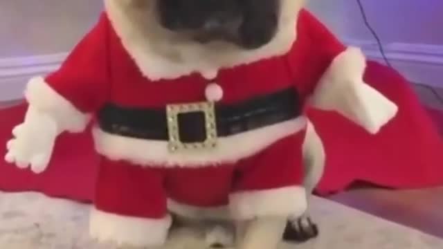 382_Cute and Funny Dogs Videos Compilation_#shorts.