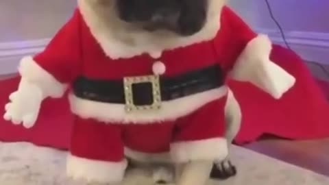 382_Cute and Funny Dogs Videos Compilation_#shorts.