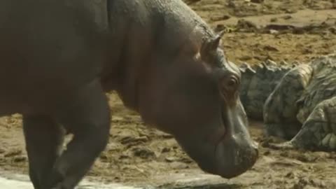 Wildlife animal,, crocodile VS Hippopotamus