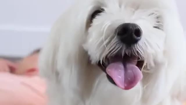 Funny Dogs _shorts 😂Dog fun with man in home 😍funny dog lovers short scrap