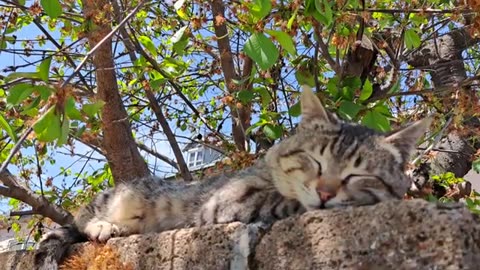 A male cat sleeping on a fence.