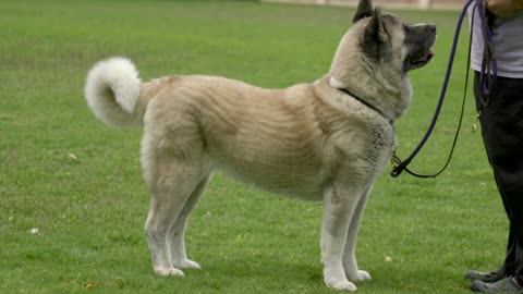 AKITA THE JAPANESE BEAR DOG