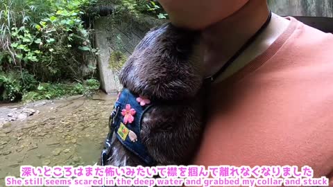 When the otter went to the river, it became wild