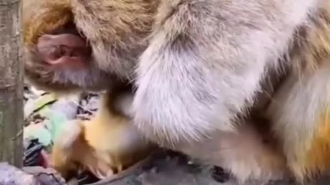 Mama's love ❤️
