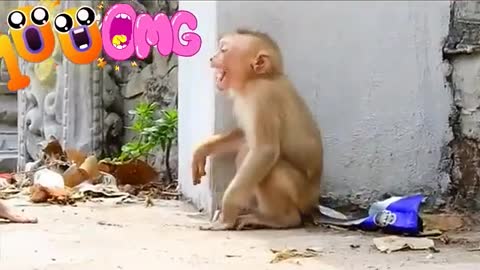 Funny monkey 🐒🐵🐒