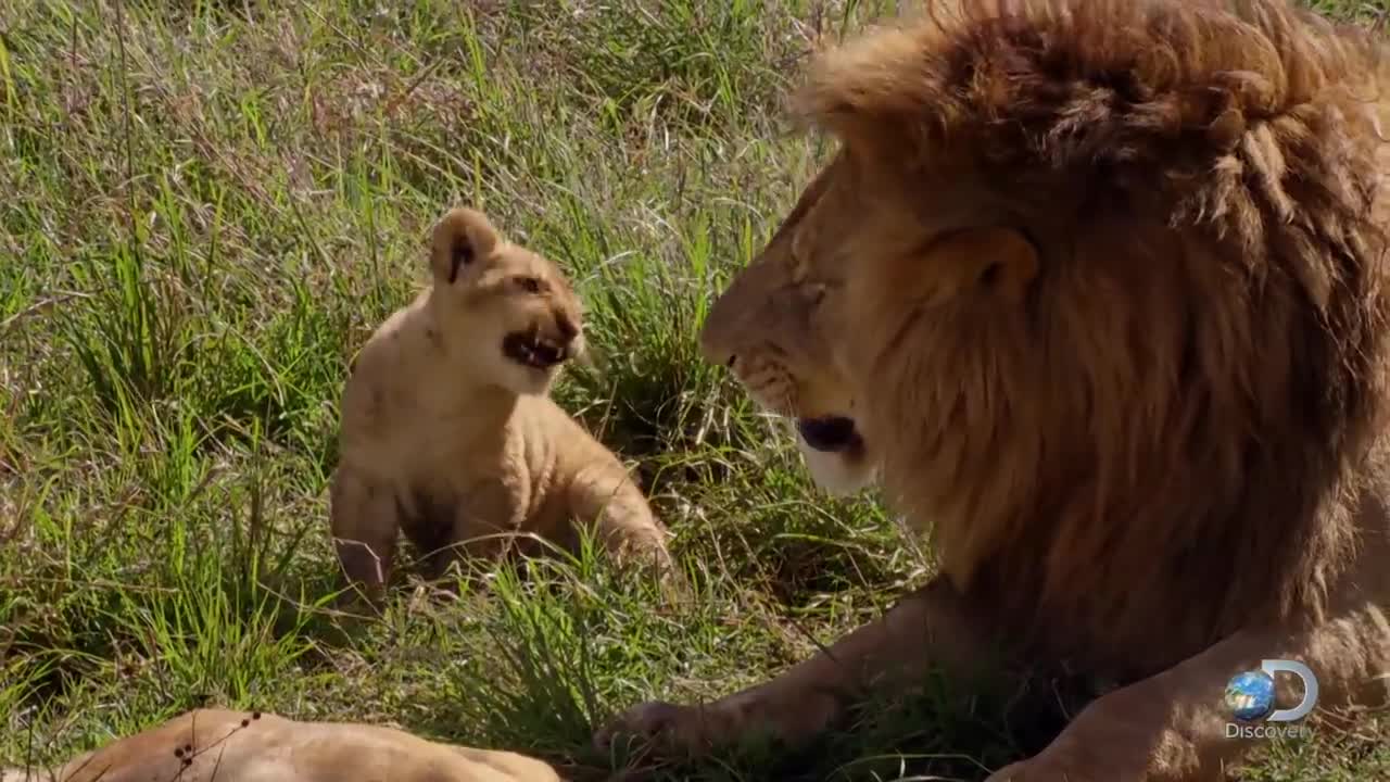 Lion cubs play joyfully