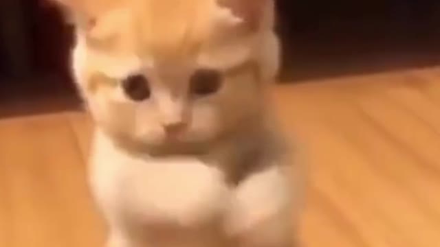 Lets Dance Baby...Funny Kitten learning Dance