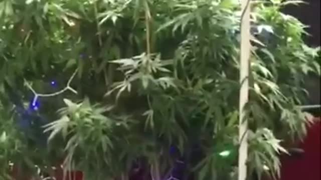 Weed tree christmas lights in wheel chair