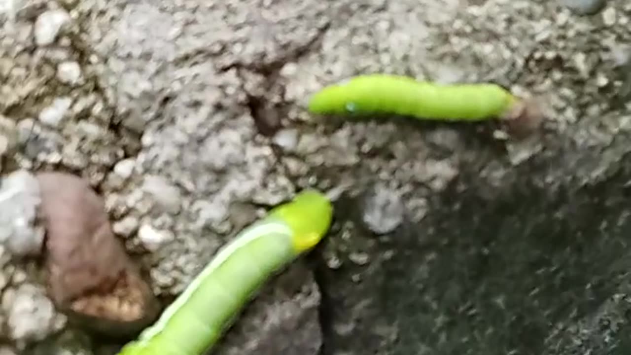 the caterpillar