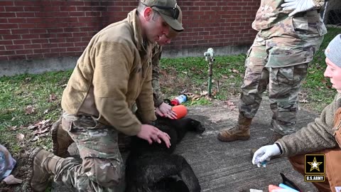 K9 TC3 Saving mans best friend on the battlefield US Army