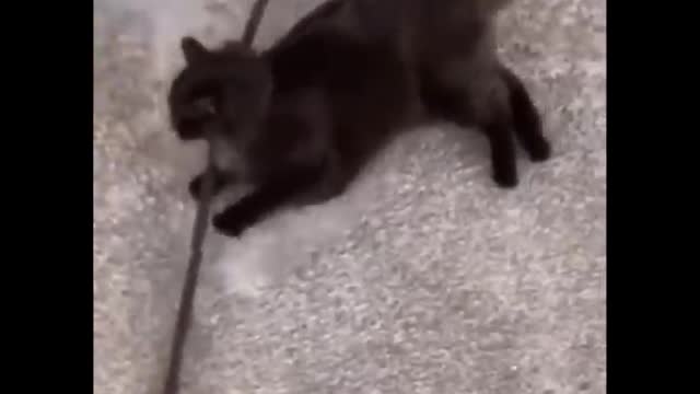 Try not to Laugh or grin Challenge - Silly funny Cats