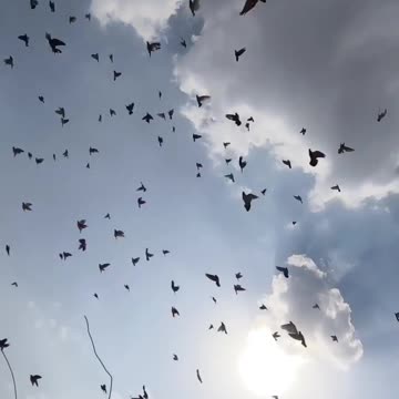 Pigeon love story video kabutar viral traning