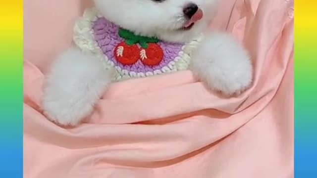 Funny and Cute Dog Video Compilation,🐕🐕_04 _#short