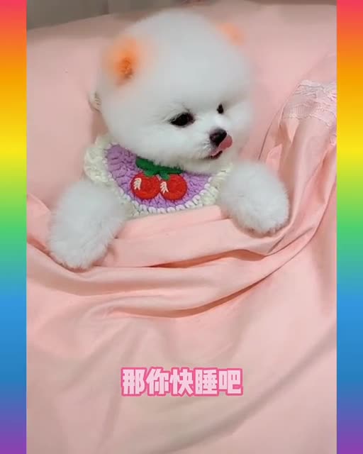 Funny and Cute Dog Video Compilation,🐕🐕_04 _#short