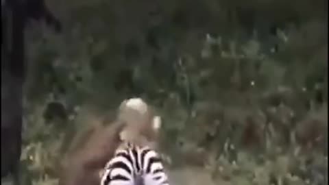 Not every hunt succeeds. The zebra manages to break free of the lion