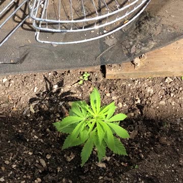 Garden Update: Mild Frost Survived!