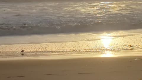 Birds on Film, at the beach and playing with the waves.