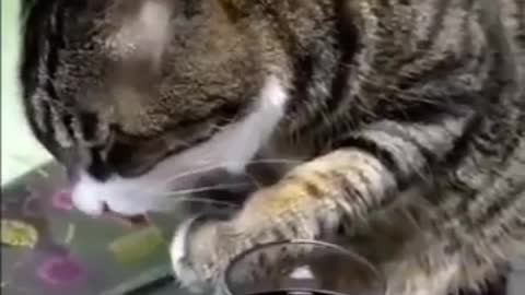 Hello guys take a look at this crazy drunk cat!