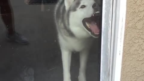 The dog wants to hang out, but can't open the door