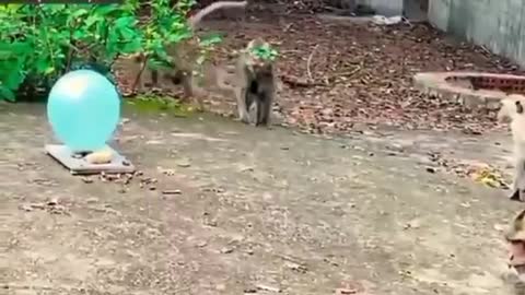 Kachha kachhapadam Dada Kaccha badam