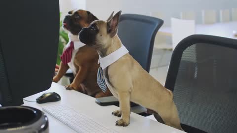 Dog travailler