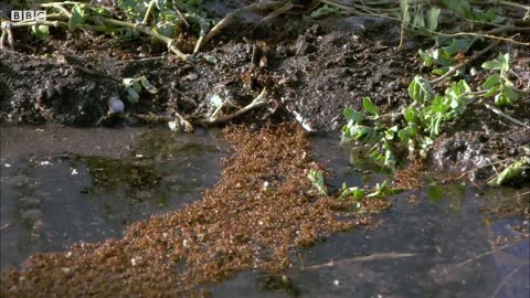 Ants Ingenious Survival Method During Flood | Superswarm | BBC Earth