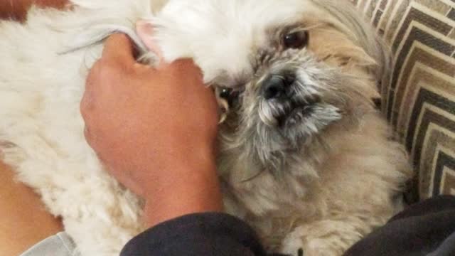 Shi-tzu loving the ear massage